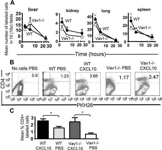 Figure 2. Constitutive and chemokine Vav1−/− effector T-cell trafficking in vivo. (A) HY-specific CD4+ WT and Vav1−/− T cells were labeled with PKH26 (red) or CFSE (green), respectively, and injected intravenously in syngeneic female mice. Trafficking into kidney, liver, lung, and spleen was monitored at 2, 6, and 24 hours after injection by harvesting, snap-freezing the tissue, and taking 5- to 10-μm sections. The mean number of cells from at least 6 tissue sections from at least 3 experiments was quantified by wide-field fluorescence microscopy, as described in “Wide-field fluorescence microscopy and flow cytometry.” (B,C) WT and Vav1−/− T cells were labeled with PKH26 and injected intravenously into syngeneic female mice that had received an intraperitoneal injection of 1.2 μg CXCL10. Some mice were also injected with PBS alone (ie, no T cells) as an autofluorescence control. Mice were killed 16 hours later, and the presence of PKH26-labeled, CD4+ T cells was analyzed by flow cytometry. Representative dot plots are shown in panel B. The mean percentage of cells present in the peritoneal lavage (calculated by subtracting the average background migration) from the percentage of migrated cells in the presence of CXCL10 is shown in panel C. Owing to the presence of an autofluorescent population of non-T cells often detected in FL-2 (also in control mice that received saline solution), cells were double-stained with an APC-conjugated anti-CD4 antibody following harvesting, and the percentage of PKH26 (FL-2)–labeled T cells gated in the CD4+ T-cell population is shown in the histogram and the graph, representing cumulative data from at least 3 animals. The mean plus or minus SEM observed in samples from at least 3 animals are shown. Error bars indicate standard error (*P < .05).