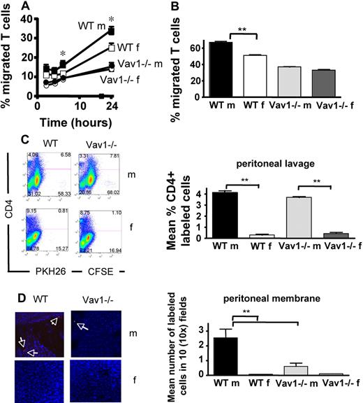 Figure 3. Antigen-driven Vav1−/− T-cell migration. HY-specific CD4+ WT and Vav1−/− T cells (3 × 105) were seeded onto IFNγ-treated antigenic (male) or nonantigenic (female) syngeneic EC monolayers grown on transwells. The mean percentage migration at the indicated time points from 3 experiments of similar design is shown. (B) T cells (1 × 106) were plated on 35-mm dishes coated with IFNγ-treated antigenic (male) or nonantigenic (female) ECs and allowed to migrate for 50 minutes. Pictures were taken every 30 seconds and analyzed as described in “Methods.” Transmigrating T cells were defined as changing phase (ie, turning from bright to dark once under the endothelial monolayer). Mean percentage of cells transmigrating was calculated from 3 independent experiments from a sample of 100 cells per movie. (C,D) HY-specific CD4+ WT and Vav1−/− T cells labeled with PKH26 (red) and CFSE (green), respectively, were coinjected intravenously into syngeneic male or female recipients that had previously received an intraperitoneal injection of IFNγ. Labeled T-cell enrichment of the peritoneal lavage was analyzed by flow cytometry 24 hours later (C). The mean percentage of CD4+-labeled (PKH26 or CFSE) T cells in the peritoneal lavage from at least 3 animals is shown (C right panel). Nuclei are stained by DAPI (blue). Retention of T cells into the peritoneal membrane (D) was analyzed by wide-field fluorescence microscopy as described in the legend to Figure 2. The mean number of cells in 6 tissue samples from at least 3 mice is shown (D right panel). Error bars indicate standard error (*P < .05, **P < .01).