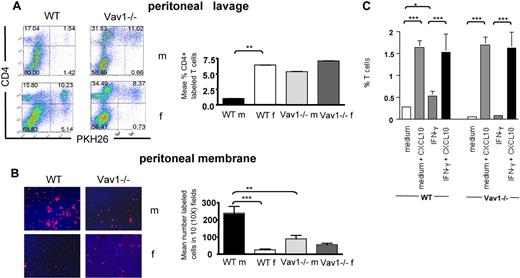Figure 4. A combination of shear flow and chemokines sustains Vav1−/− T-cell migration. (A,B) PKH26-labeled HY-specific CD4+ WT or Vav1 T cells (3 × 10b) were injected intraperitoneally in syngeneic male mice that had previously received an intraperitoneal injection of IFNγ to induce MHC class II expression and antigen presentation. The percentage of T cells remaining in the peritoneal cavity and T-cell infiltration of the peritoneal membrane were evaluated 24 hours later by flow cytometry and wide-field fluorescence microscopy, respectively, as described in the legend to Figure 2. Representative examples of peritoneal lavage dot plots and peritoneal membrane sections (×10 magnification) are shown. The mean number of cells in the peritoneal membrane and lavage from at least 4 mice are shown. Error bars indicate standard error (*P < .05, **P < .01). (C) HY-specific WT and Vav1−/− CD4+ T cells were perfused at 37°C over male-derived EC-coated slides at a fixed shear stress of 2.5 dyn/cm2 for 10 minutes. Some ECs were pretreated with IFNγ for 48 hours to induce antigen presentation (indicated as IFNγ, C). In some experiments, ECs were overlaid with CXCL10 (300 ng/mL) for 2 hours prior to use in the flow assay. Slides were then removed, gently washed with warm PBS, and exposed to 0.05% trypsin-EDTA solution to obtain a cell suspension. The number of labeled T cells in this suspension was evaluated by flow cytometry (by gating on the small lymphocyte population and comparing the number of green and red fluorescent cells). The graphs summarize data obtained from at least 3 experiments. Error bars indicate standard error (*P < .05, **P < .01).