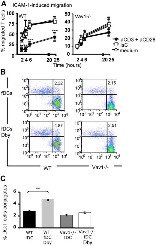 Figure 5. Vav1−/− T cells are not susceptible to antigen-induced stop signals. (A) HY-specific Ab-restricted WT and Vav1−/− T cells were incubated with plastic bound anti-CD3 and anti-CD28 for 45 minutes and plated on rICAM-1–coated transwells. As a control, T cells were exposed to hamster Ig isotype control or medium alone. Migration was measured as indicated in the legend to Figure 1. The percentage of migrated cells was calculated by dividing the number of cells in the lower chamber with the number of cells plated on the transwells. Error bars indicate standard error (** P < .01, *** P < .001). (B) DCs were obtained from bone marrow of syngeneic female mice (fDCs) and cultured for 7 days in GM-CSF, followed by overnight LPS-induced maturation. HY-specific Ab-restricted CD4+ PKH26-labeled WT or Vav1−/− T cells were incubated with CFSE-labeled female-derived DCs pulsed with 50 nM Dby peptide for 2 hours (fDCs Dby). Nonantigenic DCs (fDCs) were used as a control. Conjugate formation was analyzed by flow cytometry as described in “DC/lymphocyte conjugate formation assays.” The mean percentage of conjugate formation from 4 experiments is shown in panel C. Error bars indicate standard error (**P < .01, ***P < .001).
