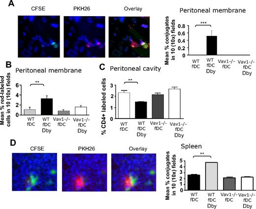 Figure 6. Vav1−/− T cells display defective T-cell/antigen-presenting DC interactions in vivo. (A) PKH26-labeled T cells (107) were injected intravenously in syngeneic female mice that simultaneously received an intraperitoneal injection of Dby peptide–pulsed female-derived matured DCs labeled with CFSE, or DCs alone as a control. HY-specific CD4+ WT and Vav1−/− T cells and DCs were injected alone as a control. In this model, T cells travel into the bloodstream and reach the peritoneal membrane and the spleen, whereas DCs travel out of the peritoneal cavity, through the peritoneal membrane, enter the bloodstream, and reach the spleen. The presence of T-cell/DC conjugates in the peritoneal membrane and spleen was quantified 24 hours later by wide-field fluorescence microscopy as described in “Methods.” The occurrence of cell-cell interactions was apparent as yellow fluorescence. Representative 40× images from the peritoneal membrane (A) and the spleen (D) are shown. The number of conjugates in the peritoneal membrane (A) and spleen (D) were averaged and quantified with the algorithm described in “Wide-field fluorescence microscopy and flow cytometry” in 10 × 10 images obtained from samples from at least 6 animals. In addition, the mean number of labeled T cells (not engaged by DCs) in the peritoneal membrane and cavity was measured as described in the legend to Figure 3, and is shown in panels B and C, respectively. No T-cell/DC conjugates were detected in the peritoneal lavage (data not shown). Error bars indicate standard error (**P < .01, ***P < .001).