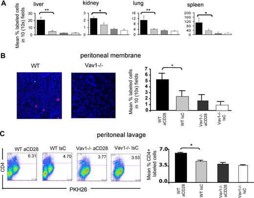 Figure 7. Vav1−/− T-cell motility is not susceptible to CD28-mediated regulation. (A) HY-specific CD4+ WT and Vav1−/− T cells that had either undergone antibody-mediated CD28 ligation (30 minutes at 37°C, PKH26-labeled) or had been pretreated with an antibody isotype control (CFSE-labeled) were injected intravenously (107/mouse) into syngeneic female recipients. The presence of fluorescently labeled cells in the indicated organs was assessed 24 hours later as described in the legend to Figure 2. The mean T-cell number plus or minus SEM observed in samples from at least 6 animals are shown (*P < .05, **P < .01). (B-C) HY-specific CD4+ WT and Vav1−/− T cells that had undergone either antibody-mediated CD28 ligation (PKH26-labeled) or had been pretreated with an antibody isotype control (CFSE-labeled) were injected intravenously (107/mouse) into male mice that had received an intraperitoneal injection of IFNγ 48 hours earlier. The presence of fluorescently labeled cells in the peritoneal membrane (B) and cavity (C) was assessed 24 hours later as described in the legend to Figure 3. The mean T-cell number plus or minus SEM observed in samples from at least 3 animals is shown in the right-hand side panels (*P < .05, **P < .01).