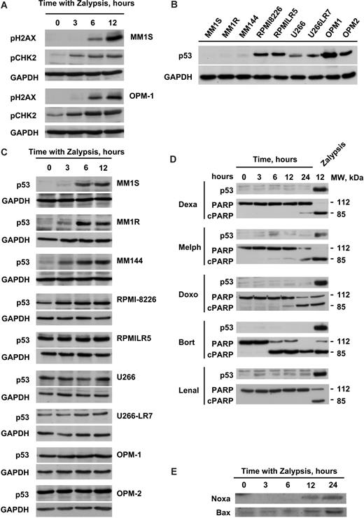 Figure 5. Zalypsis stimulates a p53-dependent DNA damage response through the induction of DSBs. (A) MM1S and OPM1 cells were treated with 5 nM Zalypsis for the indicated time points, cell protein extracts were obtained of each condition, and the phosphorylation of H2AX and CHK2 was analyzed by Western blotting. Equal loading was confirmed with an anti-GAPDH antibody. (B) Western blot showing the basal protein levels of p53 protein in the 9 MM cell lines tested. The 3 first cell lines are very sensitive to Zalypsis, whereas the 6 last ones are more resistant. Equal loading was confirmed with an anti-GAPDH antibody. (C) All the 9 MM cell lines were treated with 5 nM Zalypsis for 0, 3, 6, and 12 hours, and the induction of p53 protein levels was analyzed by Western blotting. Equal loading was confirmed with an anti-GAPDH antibody. (D) MM1S cells were treated with different antimyeloma agents at different doses (dexamethasone 1 μM, melphalan 10 μM, doxorubicin 100 nM, bortezomib 10 nM, and lenalidomide 10 μM) for 0, 3, 6, 12, and 24 hours, and changes in p53 protein levels compared with treatment with 5 nM Zalypsis for 12 hours were analyzed by Western blotting. (E) Western blot showing changes in the protein levels of some p53 targets (Bax and Noxa) after treatment of MM1S cells with 5 nM Zalypsis for different time points.