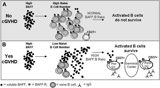 Figure 6. Model: Excess BAFF promotes activated B cells in cGVHD. (A) In patients who do not develop cGVHD, high BAFF levels are associated with increased numbers of naive B cells. This results in a normal BAFF/B-cell ratio and potentially autoreactive B cells are eliminated due to limiting amounts of BAFF. (B) In patients who develop cGVHD, high BAFF levels are associated with decreased numbers of naive B cells resulting in a high BAFF/B-cell ratio. In this setting, excess BAFF levels support alloreactive and autoreactive pre- and post-GC B cells that are most reliant on BAFF for their survival.