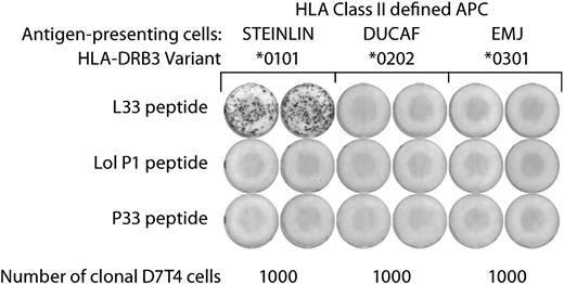 Figure 3. MHC restriction of L33-specific T-cell clones. MHC restriction was determined by ELISPOT: L33-specific T-cell clones were assayed for IFNγ secretion in response to stimulation with a panel of matched, MHC class II homozygous APCs. Only STEINLIN cells pulsed with peptide L33, but not Lol P1 or P33 peptides, induced IFNγ secretion. On the basis of the combined MHC class II expression pattern of the 3 APCs, it could be deduced that L33 peptide recognition by the T-cell clones is restricted by HLA-DRB3*0101. Similar results were obtained with both D7T1 and D7T4 T-cell clones. Duplicate assays with D7T4 cells are shown. The MHC alleles expressed by the 3 APCs are shown in Table 3.