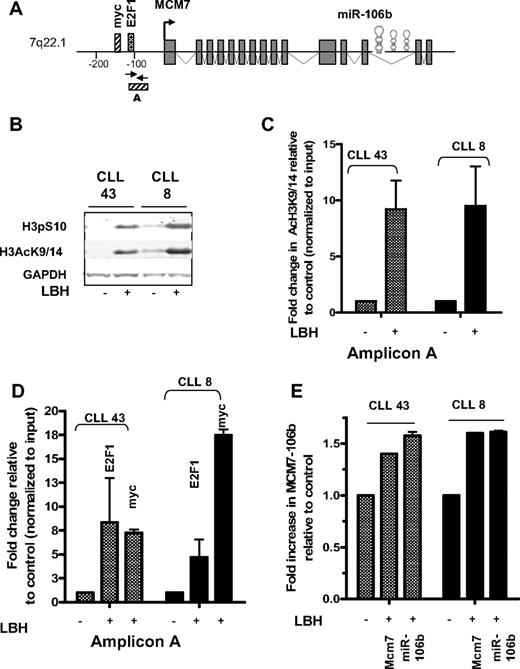 Figure 3. Pol II, E2F1, and myc are recruited to the miR106b promoter in response to deacetylase inhibition. (A) Structure and regulation of the Mcm7-miR106b gene. (B) Phosphorylation of serine 10 and acetylation of lysine 9/14 on histone H3 in response to LBH589. (C) Increase in H3AcK9/14 at Amplicon A within the promoter of miR106b from 2 individual CLL samples. (D) Increased recruitment of E2F1 and myc to the promoter of miR106b in the same CLL samples. (E) Coordinate expression of Mcm7 and miR106b by qRT-PCR in the aforementioned CLL samples.