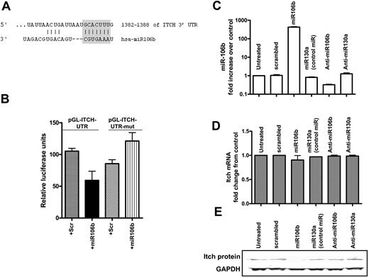 Figure 4. Identification of Itch as a target of miR106b in K562 cells. (A) Complementary binding between miR106b and the 3′UTR of Itch. (B) Relative luciferase activity of luciferase reporter constructs containing full-length and either the antisense or mutated construct (values shown together as pGL-Itch-UTR mut) on addition of 300 nM of the precursor molecules for miR106b or scrambled miRNA. (C) Quantitation of miR106b expression in K562cells transfected with 300 nM precursor molecules for miR106b, miR130a (an unrelated miR not predicted to target Itch), anti-miR106bAM, anti-miR130aAM, and a nontargeting pre-miRNA control (scrambled) or left untreated for 48 hours. (D) The levels of Itch mRNA were quantitated after normalizing to GAPDH in the same samples. (E) Immunoblotting was performed for Itch and GAPDH in the same samples.
