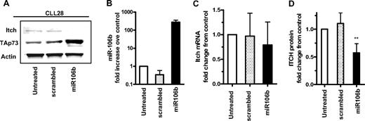 Figure 5. Identification of Itch as a target of miR106b in primary leukemia cells. (A) Primary leukemia cells were transfected with 300 nM precursor molecules for miR106b, nontargeting pre-miRNA control (scrambled) or left untreated for 72 hours. The expression levels of Itch, p73, and actin were evaluated. (B) Levels of miR106b quantitated by RT-PCR in leukemia cell samples transfected with miR106b or scrambled sequences as described in panel A. (C) Expression of Itch mRNA as normalized to GAPDH (C) and Itch protein as normalized to actin (D). Error bars represent SD from transfections of 2 independent leukemia samples analyzed in duplicate. One-way analysis of variance was performed for the quantified values of Itch protein under different transfection conditions with the Prism 5 software. ** Statistical significance (P < .05).