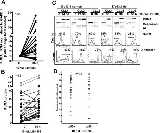 Figure 6. Induction of p73 positively regulates PUMA to induce mitochondrial dysfunction and apoptosis in primary leukemia cells. (A) Induction of PUMA transcript in cells treated with 10 nM LBH589 for 36 hours. (B) Immunoblotting was performed on the samples in panel A to determine the levels of PUMA protein. (C top panels) Induction of PUMA was accompanied by the processing of caspase-9 (CF indicates cleaved fragment) in representative samples with or without deletions in 17p. (C middle panel) The same samples were evaluated for losses in TMRM at 48 hours, reflecting decreases in mitochondrial membrane integrity. (C bottom panel) The percentage of cell death at 48 hours was evaluated by annexin V staining in the same samples. (D) Quantitation of the apoptotic response of 34 primary leukemia samples that were normal (p53+) or with del17p (p53−) 10 nM LBH589 at 48 hours.