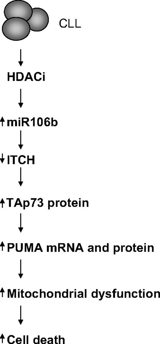 Figure 7. The miR106b signaling cascade in CLL cells exposed to deacetylase inhibitors.
