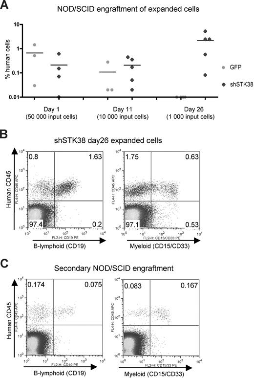 Figure 5. Expansion of NOD/SCID repopulating cells by shSTK38. (A) Transduced CD34+ cells were transplanted into NOD/SCID mice, either 1 day after transduction or after 11 and 26 days of ex vivo culture. The transplanted cell doses were expansion equivalents of the indicated numbers of input day 0 CD34+ cells before transduction. The level of human engraftment in bone marrow 7 weeks after transplantation is shown. (B) Day 26 shSTK38 expanded cells show lymphoid and myeloid engraftment in NOD/SCID mice. FACS plots from a representative mouse. (C) Day 26 shSTK38 expanded cells engraft in secondary recipient NOD/SCID mice. Half a femur equivalent of bone marrow from primary recipient mice was transplanted to a total of 10 secondary recipients. Engraftment levels were analyzed in bone marrow after 7 weeks. FACS plots showing engrafted human cells in 1 of 2 recipients with a clear contribution of human cells.
