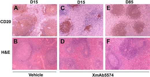 Figure 4. XmAb5574 caused reversible involution of germinal centers in the spleen. Spleen tissue was collected 15 and 85 days (D15 and D85) after administration of either vehicle (A,B) or 10 mg/kg XmAb5574 (C-F). Tissue sections were stained either for CD20 (B-cell immunostain) or with hematoxylin and eosin (H&E) for tissue morphology as indicated. The CD20 immunostained area (brown-stained cells) was decreased by XmAb5574 (C) in comparison to vehicle control (A), and this was associated with germinal center involution (B,D). CD20 immunostaining (E) and germinal center morphology (F) had recovered to baseline levels at day 85. For all panels, sections were examined using an Olympus BH-2 microscope equipped with a 60×/0.17 NA objective. Images were captured with a Leica DC300 camera using Image Capture Leica IM50 software and processed with Adobe Photoshop version 6.0.