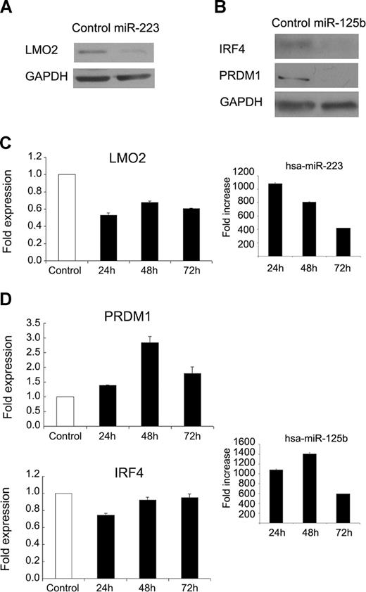 Figure 3. Effects of hsa-miR-223 or hsa-miR-125b overexpression on protein and mRNA levels of genes with roles in B-cell maturation. (A) Effect of the overexpression of hsa-miR-223 on native LMO2 protein levels in VAL cell line at 72 hours after transfection, assessed by Western blot. (B) PRDM1 and IRF4 protein levels detected by Western blot in RCK8 48 hours after transfection of hsa-miR-125b precursor. GAPDH levels were used as loading control in all cases. Data were confirmed in duplicate experiments. Effects of the overexpression of hsa-miR-223 on the mRNA levels of LMO2 (C), or of the overexpression of hsa-miR-125b on mRNA levels of PRDM1 (D left upper panel) and IRF4 (D left lower panel), measured by real-time PCR using TaqMan Gene Expression Assays (Applied Biosystems) at 24, 48, and 72 hours after transfection. Values of triplicate wells are represented as fold expression with respect to the nontargeting control transfection. Overexpression of both miRNAs was confirmed by TaqMan MicroRNA Assays (C right panel and D right panel), expressed as fold increase regarding the control transfection. Error bars correspond to standard error of the mean in all graphs.