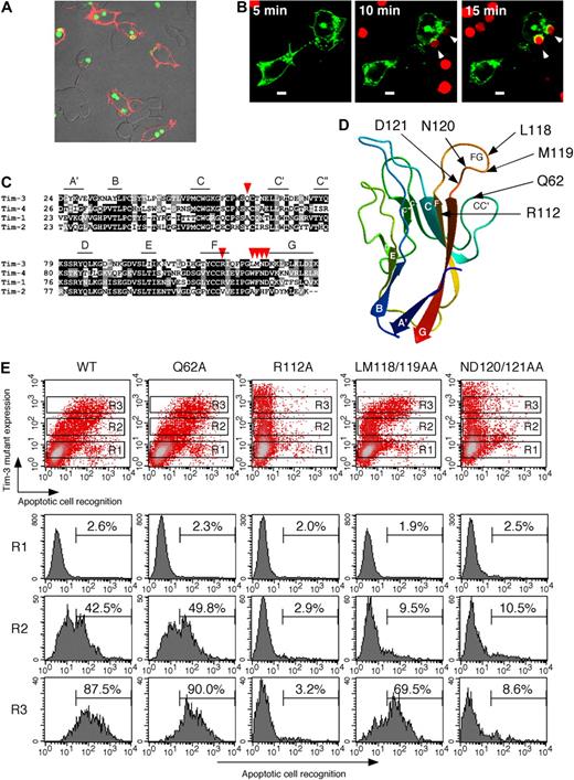Figure 2. Tim-3 internalizes apoptotic cells through the FG loop in IgV domain. (A) HEK293T cells transiently expressing Tim-3 were cultured with CFSE-labeled apoptotic cells for 60 minutes at 37°C, and then cells were stained with biotinylated RMT3-23 and Alexa 594–avidin. (B) TAMRA-labeled apoptotic cells were added to HEK293T cells transiently expressing Tim-3-GFP under fluorescence microscope. Phagocytosis and Tim-3-GFP localization were analyzed at the indicated time points. White arrowheads indicate apoptotic cells internalized via Tim-3. White bars indicate 5 μm. (C) Alignment of IgV domain of Tim family molecules. The β-strands of Tim-3 were shown with lines. Mutated residues were indicated by red arrowheads. (D) Positions of mutated residues are indicated on 3-dimensional structure of Tim-3 IgV domain. The color of the protein main-chain is gradually changed along the sequence from blue (N-terminal) to red (C-terminal). (E) HEK293T cells transiently expressing wild-type or mutant Tim-3 were cultured with CFSE-labeled apoptotic cells for 60 minutes at 37°C, and then cells were stained with biotinylated RMT3-23 and PE-avidin. Recognition of apoptotic cells by gated HEK293T cells (R1; Tim-3−, R2; Tim-3low, R3; Tim-3high) was analyzed by flow cytometry. Similar results were obtained in 2 (A,B) or 3 (E) independent experiments.