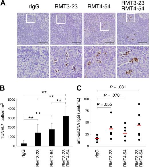 Figure 4. Involvement of Tim-3 in clearance of apoptotic cells in vivo. Mice (n = 4-6 per group) were treated with rIgG, RMT3-23, and/or RMT4-54 (200 μg each per mouse) twice a week for 4 weeks. (A) Apoptotic cells in paraffin-embedded spleen sections from these mice were detected by TdT-mediated dUTP nick-end labeling (TUNEL) method. Nuclei were counterstained with hematoxylin. Representative sections (top panels, ×20 magnification) were shown. Black bars indicate 100 μm. White squares mark the areas shown at a higher magnification (bottom panels, ×80). (B) The number of TUNEL-positive cells was counted in at least 10 randomly chosen follicles, represented as columns (**P < .01). (C) Anti-dsDNA antibody levels in serum were determined by ELISA. P values compared with rIgG are shown. Similar results were obtained in 2 independent experiments.