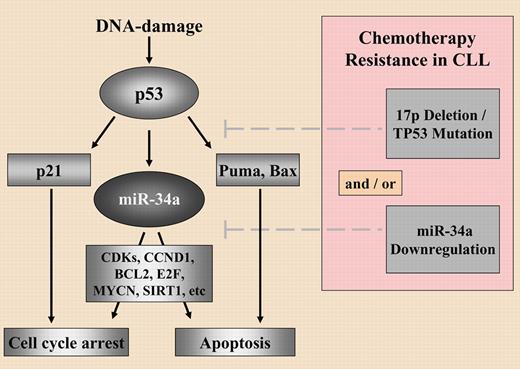 Resistance to chemotherapy in CLL as an interplay between protein coding genes and miR-34a. See the complete figure in the article beginning on page 3801.