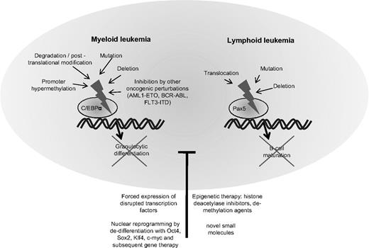 Figure 2. Block of differentiation by disruption of hematopoietic transcription factors in myeloid and lymphoid leukemia. Depicts the molecular mechanisms leading to disruption of the transcription factor CCAAT/enhancer binding protein alpha (C/EBPα) in myeloid leukemia and the paired box gene 5 (Pax5) in lymphocytic leukemia. Disruption of these transcription factors blocks hematopoietic cells in their early stages of differentiation. Treatment with substances altering the epigenetic settings such as histone deacetylase inhibitors or demethylating agents may partly overcome the block in differentiation. Forced expression of the normal counterpart of the disrupted transcription factor can often re-establish differentiation. In the future, synthesis of small molecules specifically targeting transcription factors or nuclear reprogramming and gene therapy may provide useful tools for correcting defective differentiation in hematologic malignancies.