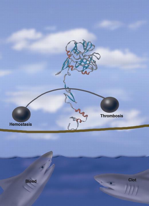 FVIIa walks a tightrope balancing hemostasis and thrombosis. Professional illustration by Marie Dauenheimer.
