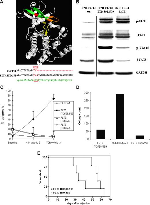 Figure 2. Structural and functional characteristics of FLT3_ITD627E and of FLT3_ITD627A. (A) Integration site (top panel) and DNA sequence (bottom panel) of ITD_627E. The crystal structure of the cytoplasmatic part of human FLT316 (protein code: 1RJB) was integrated from the Protein Data Bank21 (PDB) and analyzed using PyMOL software (DeLano Scientific, Palo Alto, CA). The juxtamembrane (JM) domain (aa 572-609) is in yellow. The β1 sheet (aa 610-615) and β2 sheet (aa 624-630) of the FLT3 tyrosine kinase domain 1 (TKD1) are shown in green with the β sheets connected by the nucleotide binding loop (NBL, aa 616-623) in orange. The integration site of the ITD627E allele in the β2 sheet of TKD1 (aa 627) is shown in red. By PCR amplification of the FLT3 coding sequence and DNA sequencing, ITD_627E (31 amino acids) was found to integrate at nucleotide 1880 of FLT3, thereby generating a single nucleotide change from GCA to GAA. This resulted in an amino acid substitution from alanine to glutamate at amino acid position 627 (ITD627E; bottom panel). An additional mutation in FLT3_ITD627E was excluded by sequencing the entire coding sequence of the FLT3_ITD627E allele. The coding sequence of FLT3 was amplified by PCR with the following primers: FLT3mRNA-f: TGCCGCTGCTCGTTGTTTT; FLT3mRNA-r: AGAAGGCCTTGGATGCAGA. PCR products were subcloned into pCR4-TOPO vectors (Invitrogen) and plasmid DNA from single bacterial clones was isolated and FLT3 inserts were sequenced. (B) In 32D cells stably transfected with FLT3_wt receptor, a standard JM ITD598/599 integrating in the JM domain of FLT3 between codons 598 and 599 (32D_ITD598/599) and in 32D_ITD627E cells, protein expression and phosphorylation of FLT3 (Y591) and of STAT5 (Y694/Y699) was determined by immunoblotting. (C) 32D_FLT3WT, 32D_ITD598/599, 32D_ITD627E, and 32D_ITD627A cells were grown in 10% WEHI-conditioned medium and then subjected to growth factor withdrawal. The ITD mutant ITD627A is identical in length and position of integration to ITD627E (93 bp/31 aa) with the amino acid at codon 627 reverted to wild type (alanine). The percentage of cells featuring a sub-G1 DNA peak as determined by flow cytometry 48 hours and 72 hours after growth factor withdrawal are shown (mean values of 3 independent experiments ± SD). (D) Stably transfected 32D_ITD598/599, 32D_ITD627E and 32D_ITD627A cells were seeded at a fixed density (1000 cells/mL) in 35 mm dishes and grown for 7 days in RPMI 1640/methylcellulose medium (Methocult; StemCell Technologies, Vancouver, BC) supplemented with 10% FCS but in the absence of growth factors. The total number of colonies from 2 dishes of each cell line is shown. As expected, 32D_WT cells did not form colonies under these conditions (data not shown). (E) Kaplan Meier plot of survival of mice injected with 32D_ITD598/599 (n = 5) and with 32D_ITD627E cells (n = 5). The percentage of surviving mice (y-axis) is plotted with respect to time in days (x-axis). It has been previously reported that mice injected with 32D FLT3_wt cells do not develop disease within an observation period up to 3 months.12