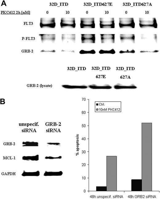Figure 6. GRB-2/FLT3_ITD627E interaction is sustained upon dephosphorylation of FLT3 by PKC412. (A) Analysis of GRB-2/FLT3_ITD627E interaction upon incubation with PKC412. FLT3 was immunoprecipitated from protein lysates of 32D_ITD, 32D_ITD627E, and 32D_ITD627A cells after treatment with 10 nM PKC412 for 2 hours, and the amount of coimmunoprecipitated GRB-2 was assessed by immunoblot analysis. As a control, GRB-2 protein expression was determined in lysates (100 μg) from each cell line. (B) Suppression of GRB-2 protein expression by RNA interference rescues sensitivity of FLT3_ITD627E cells to PKC412. The percentage of apoptotic 32D_ITD627E cells was assessed by flow cytometry 48 hours after introduction of GRB-2–specific siRNA and treatment of cells with and without PKC412 (right panel). GRB-2 and MCL-1 expression was controlled at 48 hours by immunoblotting (left panel). Results from 1 representative experiment of a total of 2 are shown.