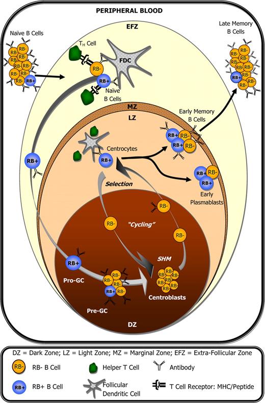 Figure 6. CD45RB expression during the germinal center reaction and peripheral B-cell development. Within lymph nodes (tonsils), small resting naive B cells transition into activated pro-GC B cells after encountering antigen and accessory help. This transition coincides with elevated surface RB expression by a fraction of cells. However, RB expression can decrease as early as the pre-GC B-cell stage and remains low among centroblasts during phases of GC-associated somatic hypermutation and proliferation. Elevated surface RB is again observed among a fraction of centrocytes, presumably during B-cell receptor–mediated selection, and remains high in approximately 1 of every 2 plasmablast and memory B cells within lymph nodes. Compared with their tonsillar counterparts, a significantly lower percentage of circulating peripheral blood memory B cells are RBbright.