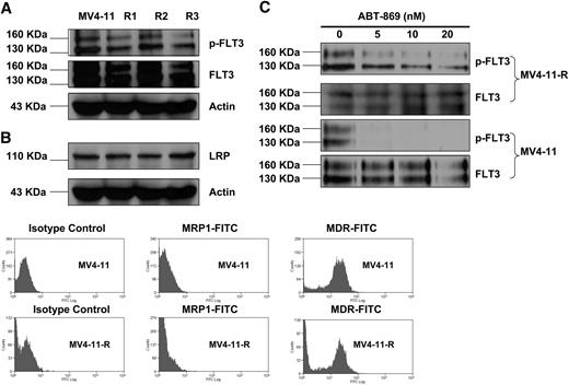 Figure 1. Comparison of the expression of phosphorylated FLT3 receptor, total FLT3 receptor, and multidrug-resistant related proteins (LRP, MRP1, and MDR) among the parental MV4-11 and resistant lines. R1, R2, and R3 indicate MV4-11-R1, MV4-11-R2, and MV4-11-R3, respectively. (A) Immunoprecipitation (IP) and immunoblot analysis reveals that there is no significant difference in the expression of p-FLT3 and FLT3 receptor among MV4-11 and MV4-11-R1, -R2, and -R3. IP was performed using anti-FLT3 antibody, followed by Western blot analysis with anti–p-Tyrosine antibody. The same blot was then stripped and reprobed with anti-FLT3 antibody. (B) Western blot analysis and fluorescence-activated cell sorting (FACS) analysis found the expression of LRP, MRP1, and MDR was not varied significantly among MV4-11 and MV4-11-R1, -R2, and -R3. (C) MV4-11 and MV4-11-R cells were treated with ABT-869 at a dose of 0, 5, 10, or 20 nM for 1 hour. IP and Western blot analysis were performed the same way as described in panel A.