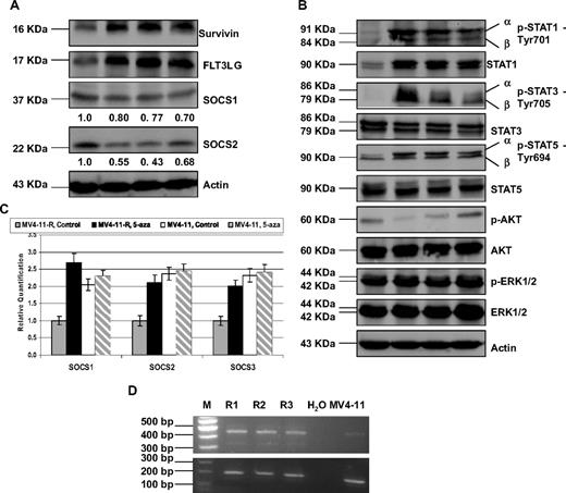 Figure 2. Validation of FLT3LG, survivin, and SOCS1 and SOCS2 expression, and STAT pathway overactivation at the translational level, RQ-PCR quantification of SOCS gene family and confirmation of normal transcript of Survivin in MV4-11-R cells. MV4-11 and MV4-11-R cells were washed, then lysed and subjected to 10% to 12% sodium dodecyl sulfate–polyacrylamide gel electrophoresis (SDS-PAGE). Western blot analyses were detected with the indicated antibodies for the assessment of expression level changes in (A) FLT3LG, survivin, SOCS1, and SOCS2. Densitometric analysis was performed using Amersham Image Scanner with LabScan ImageQuant TL Software (Amersham Biosciences, Piscataway, NJ). The protein levels of SOCS1 and SOCS2 were normalized with each respective actin level. (B) Western blot analyses of STAT, AKT, and MAPK pathway molecules. (C) MV4-11 parental and MV4-11-R cells were seeded at densities of 2 × 105/mL in 10 mL culture medium and treated with PBS control and 3 μM (final concentration) of 5-aza. Fresh medium was changed, and new drug was added every day. After 3 days, cells were harvested, washed with 1× PBS twice. Then the pellets were lysed, followed by RNA extraction, and RQ-PCR. (D) RT-PCR confirmed the overexpression of Survivin transcripts in resistant lines. The size of normal transcript is 431 bp, and 2 other transcript variants, Survivin-2B and Survivin-ΔEx3, are 500 and 329 bp, respectively (top panel). GAPDH was used as internal control (bottom panel).