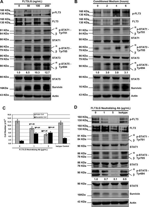 Figure 3. The effect of FLT3LG on activity of STAT signaling pathway and the expression of survivin. (A) MV4-11 cells were cultured with FLT3 ligand at concentrations of 0, 50, 100, and 200 ng/mL for 48 hours; then they were washed, lysed, and subjected to either IP of p-FLT3 receptor as described in Figure 1 or 10% to 12% SDS-PAGE. Western blot analyses were detected with the indicated antibodies for the assessment of expression level changes in STAT pathway molecules and survivin. β-Actin was used as a loading control. (B) MV4-11 cells were cultured in conditioned medium for 0, 2, 4, and 6 hours. Cells were then washed, lysed, and followed by IP and immunoblot analysis. (C) MV4-11-R cells were treated with FLT3LG neutralizing antibody at concentrations of 0, 1, 5 μg/mL, and istotype control antibody for 48 hours. Viable cells and apoptotic cells were counted by the trypan blue dye exclusion method. The experiments were triplicated. Bars represent SD. § and ¶ refer to P values of comparison of the viable and apoptotic cell numbers in 1 μg FLT3LG antibody-treated MV4-11-R samples with those in isotype control. §§ and ¶¶ refer to P values of comparison of the viable and apoptotic cell numbers in 5 μg FLT3LG antibody-treated MV4-11-R samples with those in isotype control. (D) After counting, cells were then washed, lysed, and followed by IP and immunoblot analysis. Densitometric analysis was performed for p-STAT5 using Amersham Image Scanner with LabScan ImageQuant TL software.