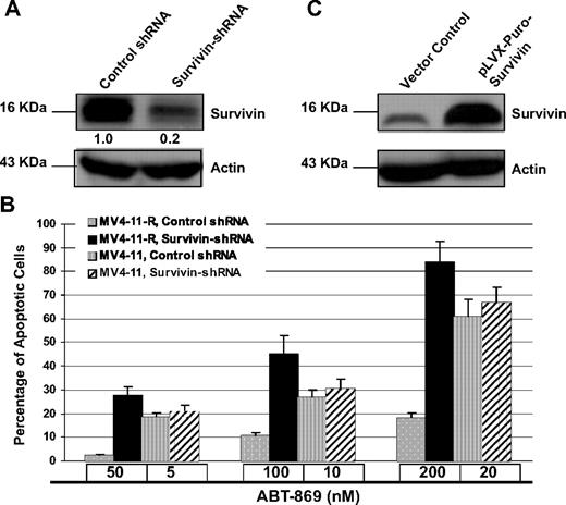 Figure 4. Knockdown of Survivin potentiated ABT-869–induced apoptosis in MV4-11-R cells. (A) MV4-11-R cells were treated with nontarget control shRNA or Survivin shRNA pools for 48 hours and then harvested for Western blot analysis. Actin level served as loading controls. Densitometric analysis was performed using Amersham Image Scanner with LabScan ImageQuant TL software. The level of survivin was normalized with each actin level. (B) After knockdown, MV4-11-R cells were treated with ABT-869 at doses of 50, 100, and 200 nM, and MV4-11 parental cells were treated with ABT-869 at doses of 5, 10, and 20 nM for 48 hours. As residual expression of survivin persists after treatment of survivin shRNA, it may provide some level of protection from a full-scale apoptosis. Apoptosis was measured by annexin V–FITC binding assay. P values demonstrate the comparison between survivin shRNA-treated and control shRNA-treated group. All P values of MV4-11-R samples are < .001. All P values of MV4-11 samples are greater than 0.05. Means are for 3 replicated experiments; bars represent SD. (C) Immunoblot analysis of the survivin protein level in MV4-11-Survivin and MV4-11 vector control cells.