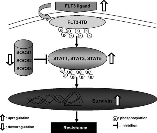 Figure 7. A model of enhanced STAT activation and overexpression of survivin leading to resistant phenotype in MV4-11-R cells.