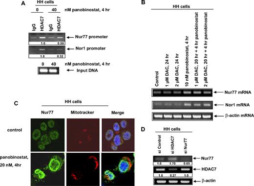 Figure 4. Treatment with panobinostat enhances transcription of Nur77 or Nor1 by depleting HDAC7 occupancy at the Nur77 and Nor1 promoters. (A) HH cells were treated with the indicated concentrations of panobinostat for 4 hours. After treatment, chromatin immunoprecipitations were performed for HDAC7 and the immunoprecipitated chromatin and sonicated chromatin inputs were PCR amplified for the Nur77 and Nor1 promoters. (B) HH cells were treated with the indicated concentrations of decitabine (DAC) and panobinostat for 4 to 24 hours. Then, cells were harvested and total RNA was extracted and RT-PCR was done for Nur77 and Nor1. A β-actin–specific PCR and expression served as the loading control for the amplification. (C) HH cells were treated with the indicated concentrations of panobinostat for 4 hours. Thirty minutes before the end of the incubation, MitoTracker was added to stain mitochondria. Then, the cells were cytospun onto glass slides, fixed, permeabilized, and stained for Nur77. Images were acquired with a Zeiss LSM510 meta confocal microscope (Carl Zeiss, Heidelberg, Germany) equipped with a 63×/1.2 NA water immersion–objective lens. (D) HH cells were transfected with control siRNA or siRNA directed against HDAC7 and Nur77, respectively, for 48 hours. Following this, RT-PCR was done for HDAC7 and Nur77. A β-actin–specific PCR and expression served as the loading control for the amplification.