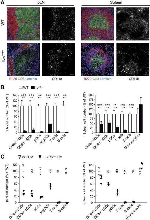 Figure 4. Reduced numbers of all DC types in IL-7−/− mice and IL-7Rα−/− chimeras. (A) Immunofluorescence staining of adult pLNs and spleens of WT and IL-7−/− mice. Anti-B220 and anti-CD3 stainings outline the B and T zones, respectively. Anti-laminin stainings visualize vessels, stromal cells, LN capsule, and splenic marginal sinus. Anti-CD11c stainings on consecutive sections indicate the localization and density of DCs. Bar represents 100 μm. Data are representative of 3 independent experiments. (B) Cells isolated from the pLN or spleen were stained and the indicated DC subtypes, T cells, B cells, and granulocytes analyzed by flow cytometry (gating as in Figure 3). Mean cell numbers in WT mice were defined as 100%. Relative cell numbers (± SD) per LN or spleen are shown for WT versus IL-7−/− mice. Data are representative of a total of 3 to 9 mice per group. (C) Irradiated CD45.1+ CD45.2+ B6 mice were reconstituted with either CD45.2+ IL-7Ra−/− (n = 3) or CD45.1+ WT BM (n = 2) and analyzed after 16 weeks as described in panel B except for pDCs, which were identified as small CD11cint GR-1+ B220+ CD11b− cells. Only numbers of donor-derived cells are shown. *P < .05; **P < .01; ***P < .001.