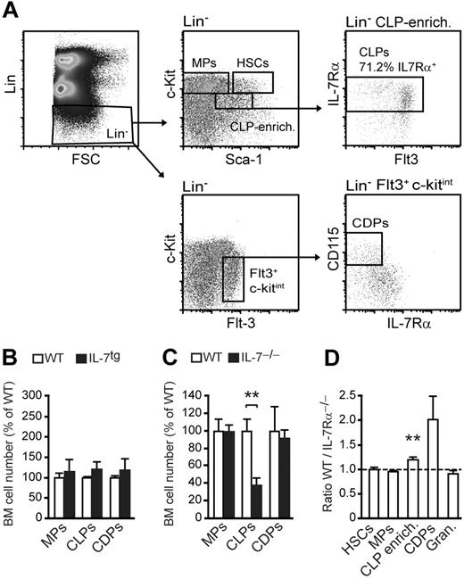 Figure 6. DC precursors in the BM and their dependence on IL-7 signals. (A) Hematopoietic precursor cells in the bone marrow were analyzed by flow cytometry and identified as follows: HSCs (Lin− Sca-1+ c-Kit+), myeloid progenitors (MPs; Lin− Sca-1− c-Kit+; including CMPs, GMPs, and MEPs), CLPs (Lin− Sca-1low c-Kitlow IL-7Rα+) and CDPs (Lin− c-Kitint M-CSFR+ Flt3+). (B,C) Precursor cells isolated from the BM of IL-7tg (B) and IL-7Rα −/− (C) mice were analyzed by flow cytometry. Cell numbers (± SD) are shown as a percentage of control mice (n = 3). (D) Ratio of WT (CD45.1+) versus IL-7Rα −/− (CD45.2+) BM-derived cells in mixed BM chimeras (host: CD45.1/2+) is shown for BM HSCs, MPs, CDPs, and CLP-enriched cells (Lin− Sca-1low c-Kitlow cells containing 50%-70% CLPs), as well as BM granulocytes (Gran.; n = 3-5). Differences in reconstitution efficiencies between experiments were normalized by adjusting the ratio of IL-7Rα−/− and WT HSCs in the BM to 1. Statistical significance is calculated relative to BM HSCs (*P < .05; **P < .01).