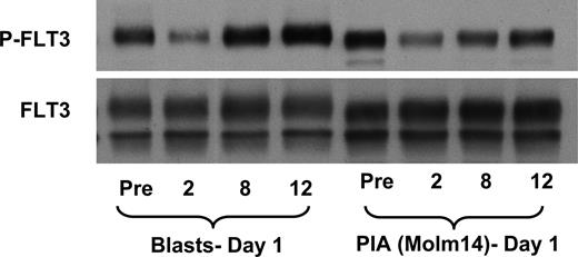 Figure 3. The PIA assay is a valid surrogate of in vivo target inhibition for KW-2449. The immunoblot shows phospho-FLT3 (top) and total FLT3 (blot stripped and reprobed; bottom). A patient enrolled on the clinical trial of KW-2449 was administered a dose of 200 mg orally. Whole blood was obtained prior to the dose and at 2, 8, and 12 hours afterward, and separated into plasma and cellular fractions. Circulating blasts were isolated and analyzed for phospho-FLT3 as described in “Methods.” To perform the PIA assay, Molm14 cells were incubated for 1 hour in the plasma from the same time points, and likewise analyzed for phospho-FLT3 (as described in “Methods”). The first 4 lanes of the blot are from the circulating blasts, whereas the next 4 lanes show FLT3 from the Molm14 cells exposed to the plasma from which those blasts were isolated.