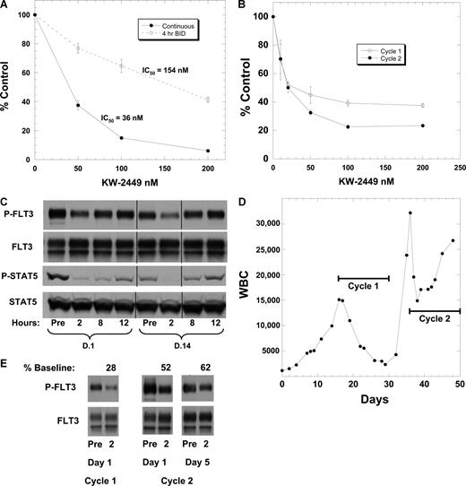 Figure 7. Intermittent inhibition of FLT3 in vivo. (A) Parallel flasks of Molm14 cells were incubated in culture medium containing escalating doses of KW-2449. For one set (4 hours, twice daily; dashed line), cells were exposed to KW-2449 for 4 hours, then washed in warm drug-free medium and resuspended in DMSO control medium. This was repeated twice daily for a total of 52 hours (5 total “doses”). Control cells (continuous; solid line) were treated in continuous fashion. The continuously treated cells were likewise washed twice daily, but then resuspended in KW-2449. One set of cells had drug incubated on the cells for 4-hour periods twice daily and the other set had continuous exposure to KW-2449. At the 52-hour time point each flask was analyzed by Trypan blue, MTT, and annexin V (data not shown for Trypan blue or annexin V). The results display reduced cytotoxicity with intermittent exposure to KW-2449. (B) Peripheral blood blasts were isolated by Ficoll gradient centrifugation (“Methods”) from a 60-year-old woman with relapsed/refractory AML harboring an FLT3/ITD mutation and incubated in culture medium containing increasing concentrations of KW-2449. After 48 hours, the MTT assay was performed. Blasts were isolated at the beginning of cycle 1 and at the beginning of cycle 2. (C) PIA results for cycle 1 for this patient, showing phosphorylated FLT3 and STAT5 on days 1 and 14 for different time points. Vertical lines have been inserted to indicate a repositioned gel lane. (D) Graph of WBCs over time. The horizontal black lines denote the time period during which the patient received treatment with KW-2449. The trial dictated a 5- to 7-day break from therapy between cycles. The patient was taken off study for progressive disease after completing the second cycle. (E) FLT3 phosphorylation in circulating blasts. These immunoblots show P-FLT3 immediately prior to, and 2 hours after, dosing with KW-2449 during the first and second cycles. Densitometry was performed and the density of the 2-hour time point was expressed as a percent of the pretreatment sample.
