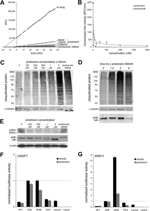 Figure 4. Pristimerin inhibits the proteosome and NF-κB activity. (A,B) The direct effect of pristimerin on the chymotrypsin-like peptidase activity of purified human 20S proteosome enzyme was assayed using a fluorogenic peptide substrate, suc-LLVY-AMC, and compared with proteosome chymotrypsin-like activity in the absence of drug or in the presence of bortezomib. (A) Time course of 20S proteosome cleavage of Suc-LLVY-AMC, in the presence (□) or absence (■) of drug, at specified concentrations, monitored by release of free AMC fluorophore (measured in arbitrary fluorescence units, AFU) at 2-minute intervals. Each square represents the mean result from duplicate wells. Linear accumulation of AMC was observed during the first hour. (B) Purified 20S proteosome chymotrypsin-like activity, calculated as the velocity of AMC release (in units of AFU/min), and dose-response curve for pristimerin (□) demonstrating an IC50 for inhibition of chymotrypsin-like activity below 30 to 60 nM. Data represent the mean velocity ± SEM per concentration. (C,D) To assess the effect of pristimerin on intracellular proteosome and NF-κB function, H929 myeloma cells were treated with pristimerin for 2 hours at various concentrations (C), or with pristimerin 500 nM for various durations (D). Lysates (10 μg per lane) were immunoblotted for ubiquitinated protein (top panel), α-tubulin (loading control: middle panel) or for IκB (D bottom panel); pristimerin causes accumulation of ubiquitinated high-molecular-weight protein, consistent with proteosome inhibition, and parallel suppression of phosphorylated IκB, consistent with inhibition of IKK. (E) To confirm parallel inhibition of IKK by pristimerin, H929 myeloma cells were treated as specified for 3 hours and assessed by immunoblot for inhibition of phosphoactivation of IKKα and IKKβ (using a S180/S181 phosphorylation-specific antibody) and for downstream phosphorylation of IκB. (F,G) Trans-activating activities of NF-κB, AP-1, TCF4, or CRE transcription factors in (F) U293FT kidney cells and (G) KMS11 myeloma cells, after exposure to pristimerin 500 nM or DMSO vehicle for 6 hours. Cells were transfected with transcription factor–specific luciferase reporter plasmids 30 hours prior to drug treatment. Relative to the other transcription factors, NF-κB trans-activating activity was greater in KMS11 myeloma cells than in 293 cells, consistent with biallelic loss of the NF-κB–negative regulator TRAF3 in KMS11.26 Allowing for a luciferase half-life of approximately 3 hours, NF-κB activity was profoundly suppressed in KMS11 by pristimerin (4-fold suppression of luciferase is observed in 2 half-lives). Positive and negative controls for luciferase detection were 2 irrelevant lysates containing, or lacking, luciferase. Data are represented as the mean of duplicate samples ± range.