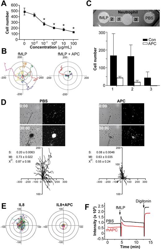 Figure 1. rhAPC inhibits neutrophil adhesion and migration. (A) Binding of 10 nM fMLP-treated neutrophils to immobilized FN in the presence of various concentrations of rhAPC. For each condition, binding was measured in triplicate and stated as mean (± SEM). *P < .05 versus fMLP-treated cells in the absence of rhAPC. (B) Migration of human neutrophils on FN-coated cover glasses in the presence of fMLP ± rhAPC. Cells were tracked over a 30-minute period, and each line represents one cell. Experiments were repeated on neutrophil preparations from 3 independent donors. (C) Directional migration of neutrophils, as measured by the underagarose migration assay. The number of control or rhAPC-treated neutrophils migrating to fMLP (1 and 2) or to PBS (3) was counted. Results are expressed as mean ± SEM of 3 experiments from 2 independent donors. (D) Center-zeroed tracks of control or rhAPC-treated neutrophils migrating toward microtips containing fMLP. The scale of each graph is in microns. The speed (S, μm s−1), migratory index (MI), and XD (mean direction in which the population is moving, in degrees) are shown (mean ± SEM). (E) Migration of human neutrophils on FN-coated cover glasses in the presence of IL-8 ± rhAPC. (F) Cytosolic Ca2+ levels in stirred Fluo-4–labeled neutrophils were continuously measured in a fluorometer. Control (PBS) or rhAPC-treated neutrophils in Ca2+-containing buffer were sequentially stimulated with 10 nM fMLP and 40 μM digitonin. The data are representative of at least 3 independent experiments.