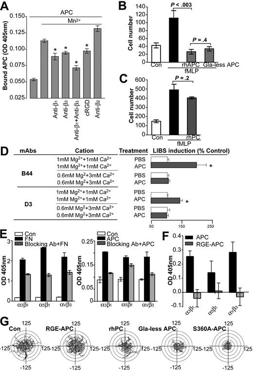 Figure 2. Direct binding of rhAPC to neutrophil integrins. (A) Binding of rhAPC to human neutrophils was assayed using chromogenic substrate S-2366 in the presence of 1 mM MnCl2 ± cyclic RGD peptide (20 μg/mL), β1 blocking Ab, β3 blocking Ab, or β2 blocking Ab (10 μg/mL each). *P < .05 versus MnCl2-treated cells. (B) Binding of control or 10 nM fMLP-treated neutrophils to immobilized FN in the presence of rhAPC (10 μg/mL) or Gla-less APC (10 μg/mL), or an equivalent amount of PBS. (C) Binding of control or 10 nM fMLP-treated neutrophils to immobilized FN in the presence of rhPC (10 μg/mL) or an equivalent amount of PBS. (D) Induction of LIBS epitopes by rhAPC. Control (PBS) or rhAPC-treated neutrophils were incubated with the indicated concentrations of MgCl2 and CaCl2. The LIBS of β1 and β3 integrins were detected by B44 and D3 mAb, respectively. *P < .05 versus PBS-treated cells. (E) Solid-phase binding of immobilized α3β1, α5β1, and αVβ3 to FN or rhAPC. (F) Solid-phase binding of immobilized α3β1, α5β1, and αVβ3 to wild-type or mutant rhAPC (RGE-APC). (G) Migration of human neutrophils on FN-coated cover glass in the presence of fMLP ± RGE-APC, rhPC, Gla-less APC, or S360A-APC. Experiments were repeated on neutrophil preparations from 3 independent donors. Results in panels A and C through F are expressed as mean (± SEM) of 3 independent experiments.