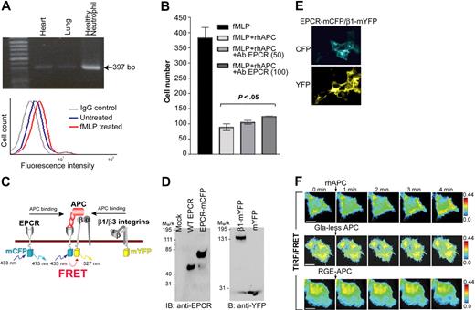 Figure 3. Simultaneous binding of rhAPC to neutrophil integrins and EPCR. (A) EPCR RT-PCR on human neutrophils. Reverse-transcribed cDNAs from human heart and lung served as positive controls (top). FACS analysis of cell-surface EPCR using mAb RCR252 (bottom). IgG control and fMLP-treated cells were exposed to fMLP for 30 minutes before staining with Rat IgG1 isotype and RCR252, respectively. As a negative control (Untreated), cells were incubated without fMLP and labeled with RCR252. (B) Binding of 10 nM fMLP-treated neutrophils to immobilized FN in the presence of rhAPC (10 μg/mL) ± EPCR mAb (50 or 100 μg/mL). (C) A hypothetical model for rhAPC binding. Cells expressing hEPCR-mCFP and β1-mYFP will exhibit FRET only when these 2 molecules are brought into close proximity (100 Å) after rhAPC binding. (D) Whole-cell lysates of HEK293 cells transiently transfected with hEPCR-mCFP and β1-mYFP K562 were subjected to SDS-PAGE and Western blotting with the indicated antibodies. (E) Fluorescence images of transiently transfected HEK293 cells with hEPCR-mCFP and β1-mYFP demonstrate membrane localization of CFP and YFP signals. (F) HEK293 cells were transfected with hEPCR-mCFP and β1-mYFP in a delta T dish. FRET images under TIRF microscopy were extracted from videos (time above images, Videos S3–S5). FRET was measured by sensitized emission method and analyzed by AutoQuant software. FRET signals are shown as rainbow colors (red indicates highest and blue, lowest).