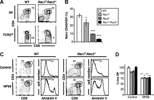 Figure 3. Rac1 and Rac2 are required for efficient positive, but not negative, selection in the thymus. (A) Flow cytometric analysis of CD4 and CD8 expression on thymocytes from F5Rag1−/− mice that were either Rac1+/+Rac2+/+hCD2-iCre (WT) or Rac1TRac2−/−. The top plots show all thymocytes, whereas the bottom plots show only cells expressing high levels of TCRβ. Gates indicate DP and CD8SP cells. Numbers indicate percentage of cells falling into the gates. (B) Graphs showing the mean (± SEM) ratio of CD8SP to DP cells in thymi from F5Rag1−/− mice of the indicated Rac1 and Rac2 genotypes. Statistically significant differences between WT and the 3 Rac mutant genotypes are indicated. (C) Flow cytometric analysis of CD4 and CD8 expression on cells from fetal thymic lobes from F5Rag1−/− mice that were either WT or Rac1TRac2−/−, cultured for 5 days, and then treated for 11 hours with a control peptide, or with NP68, an agonist peptide for the F5 TCR. Cell death was assessed by annexin V staining on DP cells, gated as shown in CD4/CD8 plots. Marker indicates live annexin V− cells. Numbers indicate percentage of cells in indicated gates or markers. (D) Graph showing mean (± SEM) percentage of live DP cells in fetal thymic organ cultures treated and analyzed as in panel C. Percentages were normalized to the number of live DP cells in WT F5Rag1−/− thymi cultured in medium alone (set to 100%). Shading of columns indicate Rac1 and Rac2 genotypes as in panel B. Statistically significant differences between cultures treated with NP68 or control peptides are indicated. No difference was seen in the response to NP68 between the 4 different genotypes. (*P < .05; **P < .01; ***P < .001.)