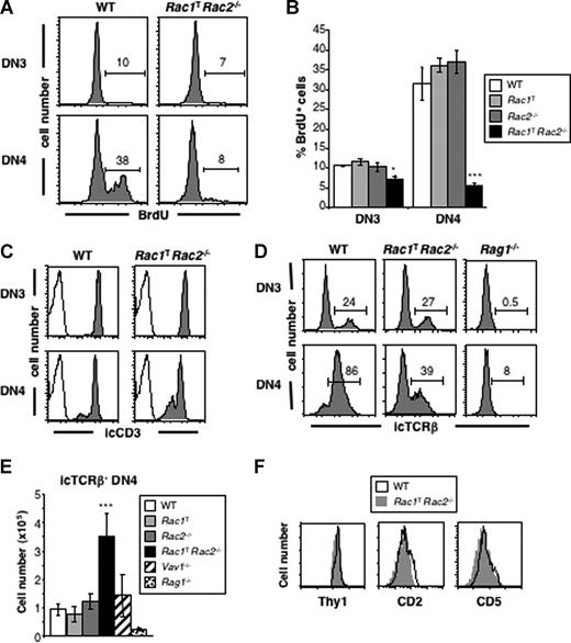 Figure 4. Impaired pre-TCR–driven proliferation and accumulation of aberrant icTCRβ− DN4 thymocytes in the absence of Rac1 and Rac2. (A) Flow cytometric analysis for incorporation of BrdU into DN3 and DN4 thymocytes from WT or Rac1TRac2−/− mice injected 4 hours earlier with BrdU. Markers indicate cells positive for BrdU, and thus were dividing during the labeling period. Numbers indicate percentage of cells falling into the marker. (B) Graph showing mean (± SEM) percentage of BrdU+ DN3 or DN4 thymocytes from mice of the indicated genotypes, analyzed as in panel A. (C) Histograms showing expression of intracellular CD3 (icCD3) in DN3 and DN4 thymocytes from WT or Rac1TRac2−/− mice (shaded plots) or stained with an isotype control antibody (open plots). (D) Histograms showing expression of intracellular TCRβ (icTCRβ) on DN3 and DN4 thymocytes from mice of the indicated genotypes. Markers indicate cells positive for icTCRβ. Numbers indicate percentage of cells falling into the markers. (E) Mean (± SEM) number of icTCRβ− DN4 thymocytes from mice of the indicated genotypes. (F) Histograms showing expression of Thy1 on icTCRβ− DN4 thymocytes and CD2 and CD5 on DN4 thymocytes from mice of the indicated genotypes. Statistically significant differences between Rac1TRac2−/− and WT mice are indicated (*P < .005; ***P < .001).