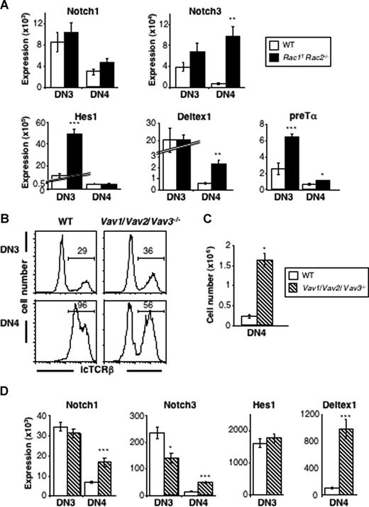 Figure 7. Increased Notch-regulated transcripts in the absence of Rac1 and Rac2 and Vav-family GEFs. (A) Graphs show mean (± SEM) mRNA expression of Notch1, Notch3, Hes1, Deltex1, and preTα in DN3 and DN4 thymocytes from WT and Rac1TRac2−/− mice. Expression of targets is relative to Hprt1 expression in the same samples. (B) Histograms showing expression of intracellular TCRβ (icTCRβ) in DN3 and DN4 thymocytes from WT or Vav1/Vav2/Vav3−/− mice. Markers indicate cells positive for icTCRβ. Numbers indicate percentage of cells falling into the markers. (C) Graph showing mean (± SEM) number of icTCRβ− DN4 thymocytes in mice of the indicated genotypes. (D) Graphs show mean (± SEM) mRNA expression of Notch1, Notch3, Hes1, and Deltex1 in DN3 and DN4 thymocytes from WT and Vav1/Vav2/Vav3−/− mice. Colors of bars as in panel C. Expression of targets is relative to Hprt1 expression in the same samples. Statistically significant differences between Rac1TRac2−/− or Vav1/Vav2/Vav3−/− mice and WT mice are indicated (*P < .005; **P < .0005; ***P < .0001).