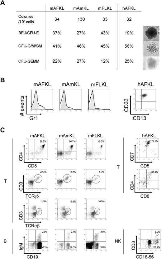 Figure 3. In vitro hematopoietic differentiation. (A) Clonogenic potential of murine KL and human AFKL cells. The number of total CFUs obtained 14 days after seeding 105 candidate cells in 7 independent experiments is shown, together with the relative percentages of the different types of colonies generated. Representative images of day 14 mKL cells and hAFKL cell–derived hematopoietic BFU-E, CFU-M, and CFU-GEMM cells (cultured in semisolid methylcellulose-based medium and supplied with hematopoietic cytokines) are shown. (B) Representative results from 1 of 6 myeloid differentiation experiments performed with murine and human KL cells (left and right panels, respectively). Cells were stained with specific mAbs for murine Gr1 myeloid antigen and human CD13 and CD33. (C) Surface phenotype analysis of T- and B-cell differentiation of murine KL cells assessed with OP9-mDelta1 coculture of 5000 candidate cells (left panel). Single-cell suspensions were obtained after 10 days (CD4/CD8), 15 days (CD3/TCRγδ), and 20 days (CD3/TCRαβ) of T-cell differentiation or after 10 days (CD19/IgM) of B-cell differentiation. A forward-scatter/side-scatter gate was set to eliminate stromal cells from the analysis. Only GFP+ 7-AAD− viable cells were taken into account. The results shown are representative of 6 independent experiments performed with donors at various ages of gestation (E11.5, n = 1; E12.5, n = 2; E13.5, n = 1; E14.5, n = 1; E15.5, n = 1; E19.5, n = 1). On the right panels, surface phenotype analysis of T- and NK-cell differentiation of hAFKL (from donors at 16, 18, 19, 21, and 23 weeks of amenorrhea) assessed with OP9-hDelta1 coculture of 5000 candidate cells. Human cells were recovered after 7 days (CD5/CD7), 15 days (CD4/CD8), and 25 days (CD8/CD16-CD56) of coculture. Representative results from 1 of 5 experiments are shown.