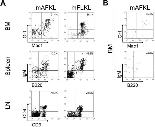 Figure 4. Hematopoietic reconstitution from mKL cells grafted in RAG1−/− C57BL/6 (Ly5.1) mice. (A) A mean of 2 × 104 AFKL cells sorted from GFP+ Ly5.2+ embryos were transplanted in sublethally irradiated RAG1−/− C57BL/6 (Ly5.1) mice. As a positive control, 2 × 104 FLKL cells were injected in the same model (Table 1). Representative flow cytometry profiles of BM, spleen, and lymph nodes of RAG1−/− C57BL/6 (Ly5.1) transplanted mice 16 weeks after transplantation (demonstrating multilineage reconstitution with B lymphoid, T lymphoid, and myeloid cells) are shown. (B) Representative flow cytometry profiles of BM of RAG1−/− C57BL/6 (Ly5.1) transplanted mice showing multilineage reconstitution with B lymphoid and myeloid cells 16 weeks after secondary transplantation. Dot plots are shown after gating for the GFP+ Ly5.2+ fraction. Two recipients of the 7 transplanted engrafted. These 2 recipients were transplanted with different KL samples: one not sorted (1.5 × 107 cells) and the other sorted for Ly5.2 expression (1.5 × 104 cells) before transplantation.