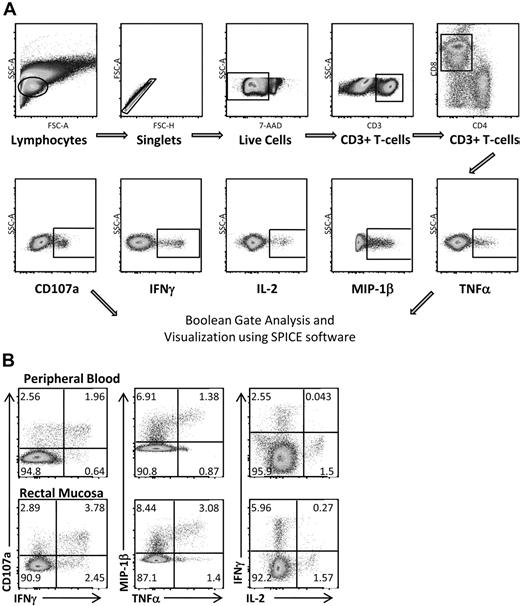 Figure 2. Measuring HIV Gag-specific immune responses: intracellular cytokine staining. (A) Flow cytometric gating strategy for RMCs. Doublet and dead cell discrimination is used to reduce background noise (second and third graphs). For CD8+ T cells, positive responses for each individual function (CD107a, IFN-γ, IL-2, MIP-1β, and TNF-α) are selected. Boolean gates are created from these 5 individual gates to divide responding cells into 31 distinct populations corresponding to all possible combinations of these functions. These are graphed using SPICE software to better visualize polyfunctional responses. (B) CD8+ T-cell responses in both peripheral blood and rectal mucosa from an elite controller using standard bivariate plots.