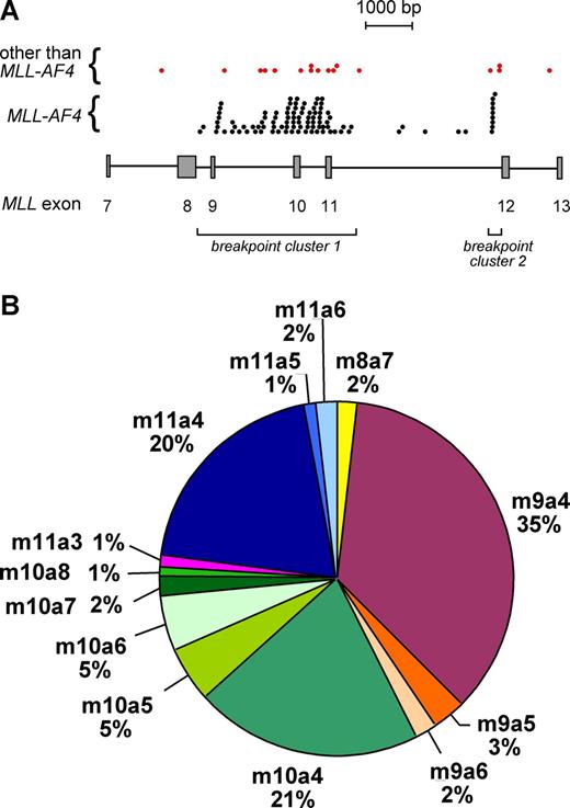 Figure 2. Chromosomal breakpoints in the MLL gene. (A) Distribution of the 118 chromosomal breakpoints between exons 7 and 13 of the MLL gene. Breakpoint locations are denoted by ●. The top row shows the 17 breakpoints in patients with MLL aberrations other than MLL-AF4; the bottom shows 101 with MLL-AF4. Two distinct breakpoint cluster regions (bcrs) can be distinguished. All sequences have been submitted to the EMBL/Genbank/DDBJ database (accession numbers listed in the Supplemental Materials and Methods). (B) Relative frequency of different MLL-AF4 mRNA transcripts as deduced from the chromosomal breakpoint locations.