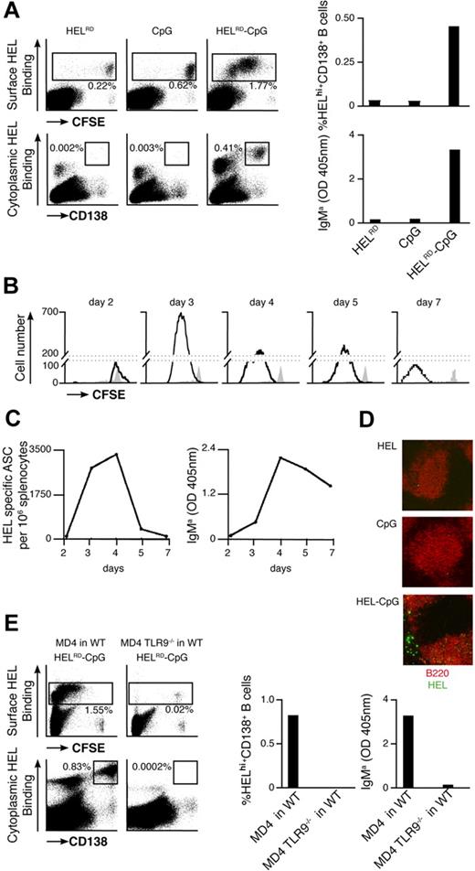 Figure 6. Particulate Ag-CpG promotes B-cell proliferation and differentiation to form short-lived EF PCs in vivo. (A-D) CFSE-labeled MD4 B cells were adoptively transferred into C57BL/6 mice and challenged with 10 μL particulates containing either HELRD alone, CpG alone, or HELRD-CpG. (A) Four days after transfer, flow cytometry was used to measure CFSE dilution (top left panels) and CD138 up-regulation (bottom left panels) in HEL-binding cells in the spleen of recipient mice. The percentage of MD4 PCs (HEL intracellularhi, CD138+) present (top right panel) is shown as a proportion of total splenocytes, and serum HEL-specific IgMa (bottom right panel) was measured by ELISA. (B) Flow cytometry was used to measure CFSE dilution in HEL-binding cells in the spleens of recipient mice in stimulated (black line) and unstimulated (filled gray) MD4 cells at the indicated times after challenge. (C) ELISPOTs (left panel) were used to detect splenic HEL-specific ASCs, and ELISAs (right panel) were used to measure serum HEL-specific IgMa. (D) After 5 days, immunofluorescence microscopy (Zeiss LSM 510 meter; Carl Zeiss MicroImaging, Gottingen, Germany) was used to detect HEL-binding cells (HEL–Alexa 488) and splenic follicular B cells (anti-B220–Alexa 543) in cryosections mounted in Fluoromount-G (Southern Biotech). Images were acquired using Zeiss LSM 510 version 3.2 software and processed in ImageJ version 1.41 (http://rsb.info.nih.gov/ij/). (E) CFSE-labeled MD4 B cells or MD4 TLR9−/− B cells were adoptively transferred into C57BL/6 mice, and challenged with 10 μL HELRD-CpG particulates. Four days after the transfer flow cytometry was used to measure CFSE dilution (top left panels) and CD138 (bottom left panels) in HEL-binding cells in the spleen of recipient mice. The percentage of MD4 PCs (HEL intracellularhi, CD138+) present (middle panel) is shown as a proportion of total splenocytes; serum HEL-specific IgMa (right panel) was measured by ELISA.