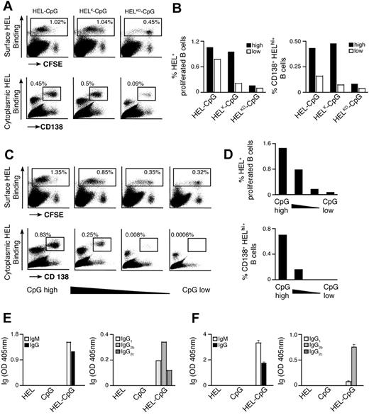 Figure 7. Avidity of the Ag-BCR interaction and TLR9 signaling strength modulate the extent of PC formation in vivo. (A,B) CFSE-labeled MD4 B cells were adoptively transferred into C57BL/6 mice and challenged with 10 μL particulates containing CpG and either HEL (left panels), HELK (middle panels), or HELKD (right panels) at high or low densities. (A) After 4 days, flow cytometry was used to measure: CFSE dilution (top panels) and CD138 up-regulation (bottom panels) in HEL-binding cells in the spleen of recipient mice. (B) Flow cytometry was used to quantify the percentage of live HEL binding B cells that have undergone proliferation (left panel) and the percentage of MD4 PCs (HEL intracellularhi, CD138+; right panel) as a proportion of total splenocytes. (C,D) CFSE-labeled MD4 B cells were adoptively transferred into C57BL/6 mice and challenged with 10 μL particulates containing HEL and various densities of CpG. The density of CpG is represented from highest to lowest moving from left to right. (C) After 4 days, flow cytometry was used to measure: CFSE dilution (top panels) and CD138 up-regulation (bottom panels) in HEL-binding cells in the spleen of recipient mice. (D) Flow cytometry was used to quantify the percentage of live HEL binding B cells that have undergone proliferation (top panel), and the percentage of MD4 PCs (HEL intracellularhi, CD138+; bottom panel) as a proportion of total splenocytes. (E) HyHEL10 B cells were adoptively transferred into C57BL/6 mice and challenged with 10 μL particulates coated with HEL alone, CpG alone, or HEL-CpG. After 7 days, ELISAs were used to measure the levels of HEL-specific Igs in the serum of recipient mice. IgM and IgG (left panel) and IgG subtypes IgG1, IgG2b, and IgG2c (right panel). (F) HyHEL10 B cells were stimulated with 1 μL particulate HEL alone, particulate CpG alone, or particulate HEL-CpG for 7 days. ELISAs were used to measure the levels of HEL-specific Igs secreted into the culture medium as described in panel E. Values represent the mean (± SD) from triplicate samples.