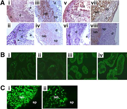 Figure 1. Expression of TF in decidual tissue and placentas from CBA/J × DBA/2 mice. (A) Deciduas sections from CBA/J × DBA/2 and CBA/J × BALB/c mice were harvested at day 7 of pregnancy, cut, and stained with anti–mouse TF. In CBA/J × DBA/2 mice (i), in approximately 30% of the conceptuses there was extensive TF staining in deciduas (d). In contrast, minimal TF staining in the mesometrial area (arrows) was observed in all the conceptuses in CBA/J × BALB/c mice (ii). Placentas collected at day 15 of pregnancy from CBA/J × DBA/2 mice (iii) showed massive TF staining (brown color) in the labyrinth (lab) and spongiotrophoblasts (sp) area, whereas placentas from control CBA/J × BALB/c matings showed minimal TF staining (iv). Deciduas from day-7 pregnant CBA/J × DBA/2 mice showed increased fibrin deposition (v) compared with CBA/J × BALB/c mating (vi). In CBA/J × DBA/2 mice, day-15 placentas showed robust fibrin deposition (brown color) in the labyrinth (lab) and spongiotrophoblasts (sp) area (vii), whereas placentas from control CBA/J × BALB/c matings showed minimal fibrin deposition (viii). Original magnification ×40. (B) Tissue factor staining in human placentas. Robust TF staining (green fluorescence) was observed in the villous trophoblast cells and basement membranes in placentas from IUGR neonates (iii,iv). In contrast, minimal TF staining was observed in placentas from uncomplicated pregnancies (i,ii). Original magnification ×10. (C) Placental blood perfusion was measured in CBA/J × DBA/2 and CBA/J × BALB/c mice after FITC-dextran (MW 2 000 000) injection in the maternal circulation. In control CBA/J × BALB/c matings with normal pregnancies, the fluorescent tracer accumulated in the placental labyrinth (i). Less blood perfusion was observed in the labyrinth of CBA/J × DBA/2 matings (ii). n = 6-8 mice/each experimental group. Four to 5 deciduas or placentas were studied in each experimental group.