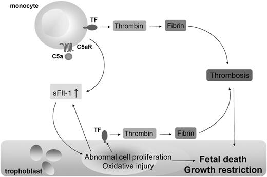 Figure 5. Mechanism of trophoblast injury and fetal death in CBA/J × DBA/2 mice. As a result of C5a-C5aR interaction on monocytes, TF expression increases. TF expression on monocytes enhances the release of antiangiogenic molecule sFlt-1. sFlt-1 impairs trophoblasts proliferation, reduces placental blood flow, induces oxidative stress, and increased TF expression on trophoblasts leading to fetal death and IUGR. Thrombin can cleave C5, producing more C5a.